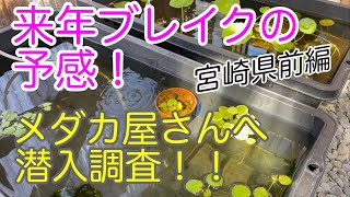 世界メダカ奇行♪(´ε｀ )宮崎県都城市わが家のメダカ前編/メダカ女子が店長の綺麗に整頓されしかもお洒落なメダカ屋さんへ突撃だ〜！