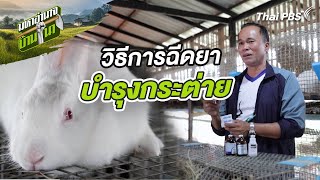 วิธีการฉีดยาบำรุงกระต่าย | สูตรลับฉบับบ้านนา | มหาอำนาจบ้านนา