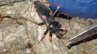 Psytalla horrida The Horrid King Assassin Bug Update + Care