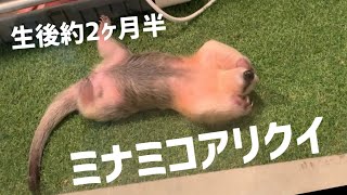 【赤ちゃん】ミナミコアリクイの肉球が可愛い