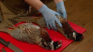 How to pluck a pheasant