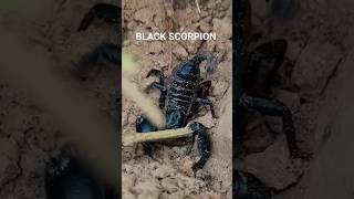 WONDERFUL, I FOUND A GIANT BLACK SCORPION IN IT'S SHELTER @MrKimsan1111 #scorpion