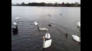 20150307-1千波湖のハクチョウ白鳥スワンSWANS