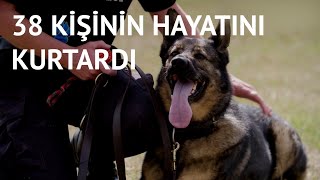 Alman çoban köpeği 38 kişinin hayatını kurtardı (Umut Öyküleri 26 Ekim 2022)