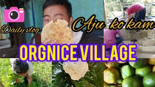 Aju ko kam//orgnice village🙏//Rural life in sikkim village 🙏