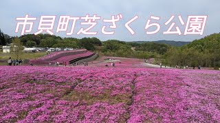 市貝町芝ざくら公園