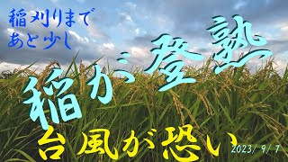 水稲が登熟してきました！　青森県三沢市　「まっしぐら」2023年の稲作も残りわずか。草刈りが進まないのがネック