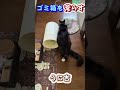 ゴミ箱を荒らす猫 猫 ショート 保護猫 保護動画