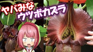 【食虫植物】世界のエグいウツボカズラ 5選【食虫植物TV】