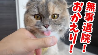 【祝退院！】避妊手術から帰ってきた猫の様子がこちらです！元気そうで何より！！