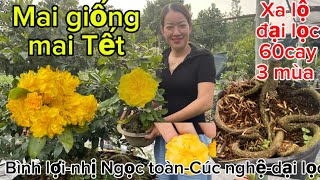 10-1-2025☎️0987353953📲mai Tết mai giống -xã lô đại lọc hơn 3mùa 60k cây cả nhà ủng hộ ạ