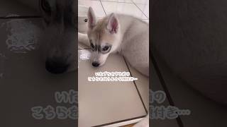 悪い顔して水遊びするハスキー犬　#シベリアンハスキー #ハスキー #siberianhusky