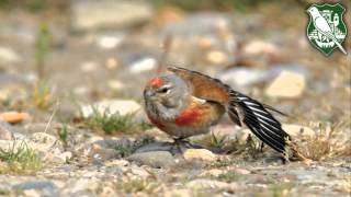 Aniflan (Carduelis cannabina)