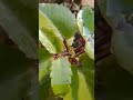 awesome plant in my garden 😱💓💓💓 youtubeshorts gardenplants