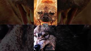 Polar bear vs lion ,tiger,hyena,wolf