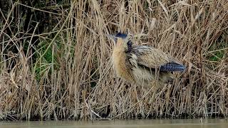 Tarabuso (Botaurus stellaris), Eurasian bittern or great bittern