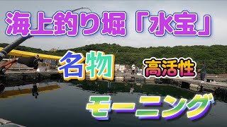 『海上釣り堀』「水宝」名物 高活性モーニング