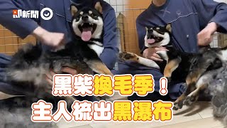 柴犬換毛期！奴才輕易刷出黑色瀑布：毛很多｜狗狗｜寵物動物｜黑柴