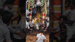 தமிழரின் பாரம்பரிய ஜல்லிக்கட்டு 💥 jallikattu #jallikattu #jallikattu2025 #trending