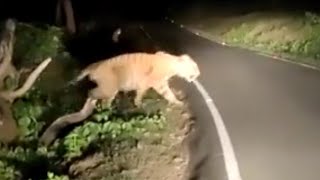 Tiger spotted in Hogenekal Road near Anchetty forest #shorts #viral