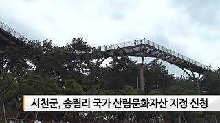 [sbn] 서천군 송림리 국가 산림문화자산 지정 신청