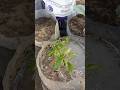 Transplanting tomatoes #shorts #youtubeshorts #garden #viral