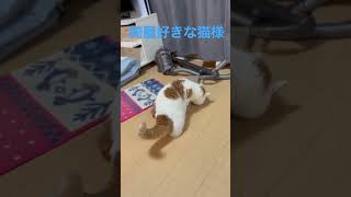 綺麗好きな猫様