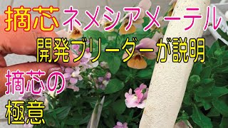 ユーザーさんからリクエスト・秋植えネメシアの摘芯方法【ネメシア】