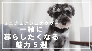 【ミニチュアシュナウザーの魅力5選】魅力あふれるミニチュアシュナウザー