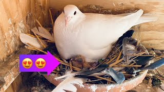 2022 racing pigeons breeding loft update!