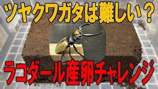 ツヤクワガタの産卵は難しい？ツヤクワ代表のラコダールの産卵に挑戦した結果