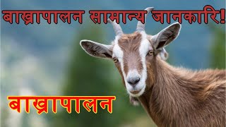 बाख्रापालन सम्बन्धि आधारभुत जानकारि || GOAT FARMING IN NEPAL