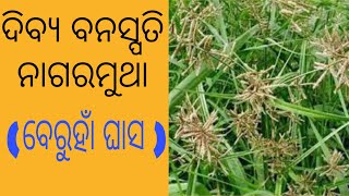 ନାଗର ମୁଥା ଘାସ ର ଔଷଧୀୟ ଗୁଣ। Nagarmotha । Nagarmotha benefits in odia,