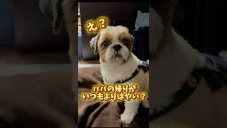 パパの帰りがいつもより早いらしい #dog #shihtzu #シーズー #犬のいる暮らし