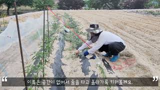 주말농장 텃밭에서 수박키우기 쉬운 수박순치기