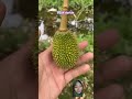 Buah durian