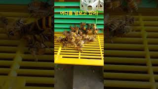 말벌과 꿀벌의 혈투(hornet vs honey bee)