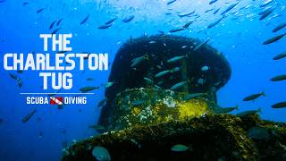 SCUBA Diving the Charleston Tug with a HUGE Ray! | South Carolina SCUBA Diving