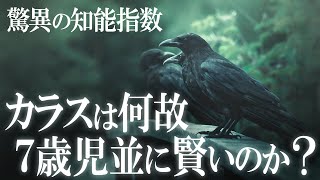 カラスはなぜ7歳の人間と同じくらい賢いのか？