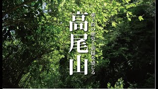 薬王院の歴史と新緑を感じる【高尾山】