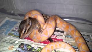 1st time live food lavender retic-warning graphic