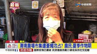 清境農場市集遭蒼蠅攻占? 農民:夏季作物期│中視新聞 20200811