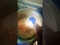 perfect dosa batter in hotel style youtube