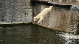 Eisbär Fiete springt im Zoo Rostock 12.07.2015