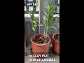 vanda orchids in clay pot w charcoal how to pot plant vanda in clay pot potting orchid shorts