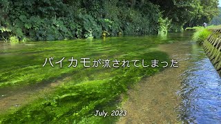 2023「 バイカモが流されてしまった 」｜梅花藻｜牛渡川｜伏流水｜遊佐町｜山形県