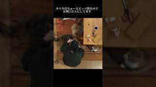 おやつの順番待ち　#猫のいる暮らし #３匹の猫　#おやつタイム　#SAYOCAFEチャンネル