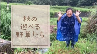 【野草】秋の里山野草案内