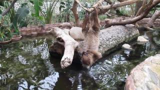 神戸どうぶつ王国　衝撃映像　ナマケモノの水の飲み方が凄い！