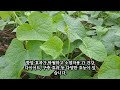 가시박 새순나물로 쌈으로드세요~간을건강하게하며 암예방과 각종염증을 제거한다~이 나물